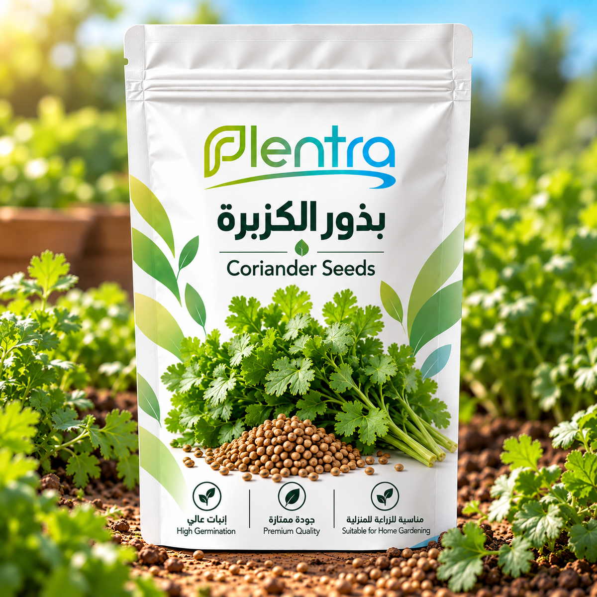 🌿 بذور الكزبرة | Plentra Coriander Seeds